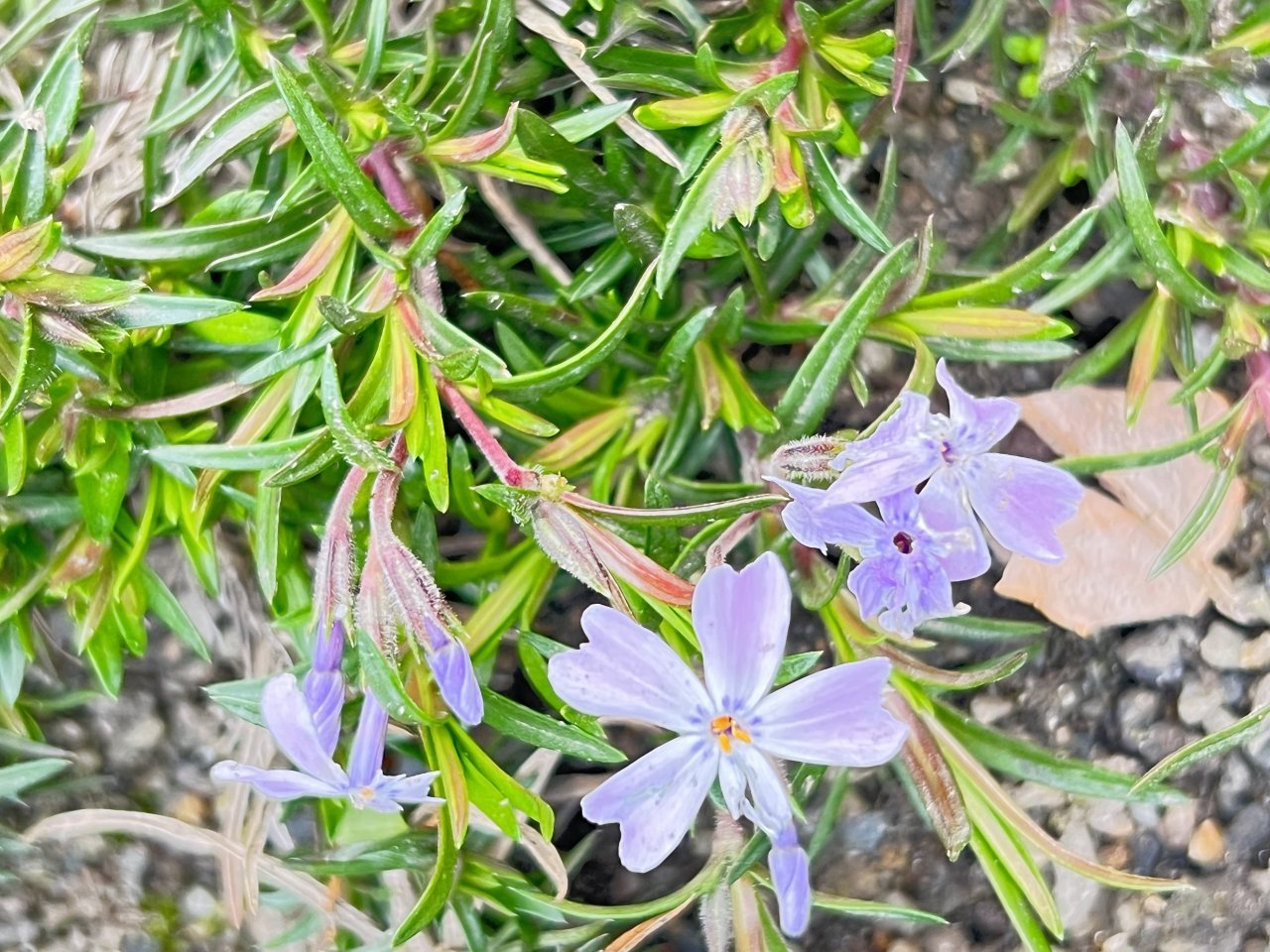 芝桜